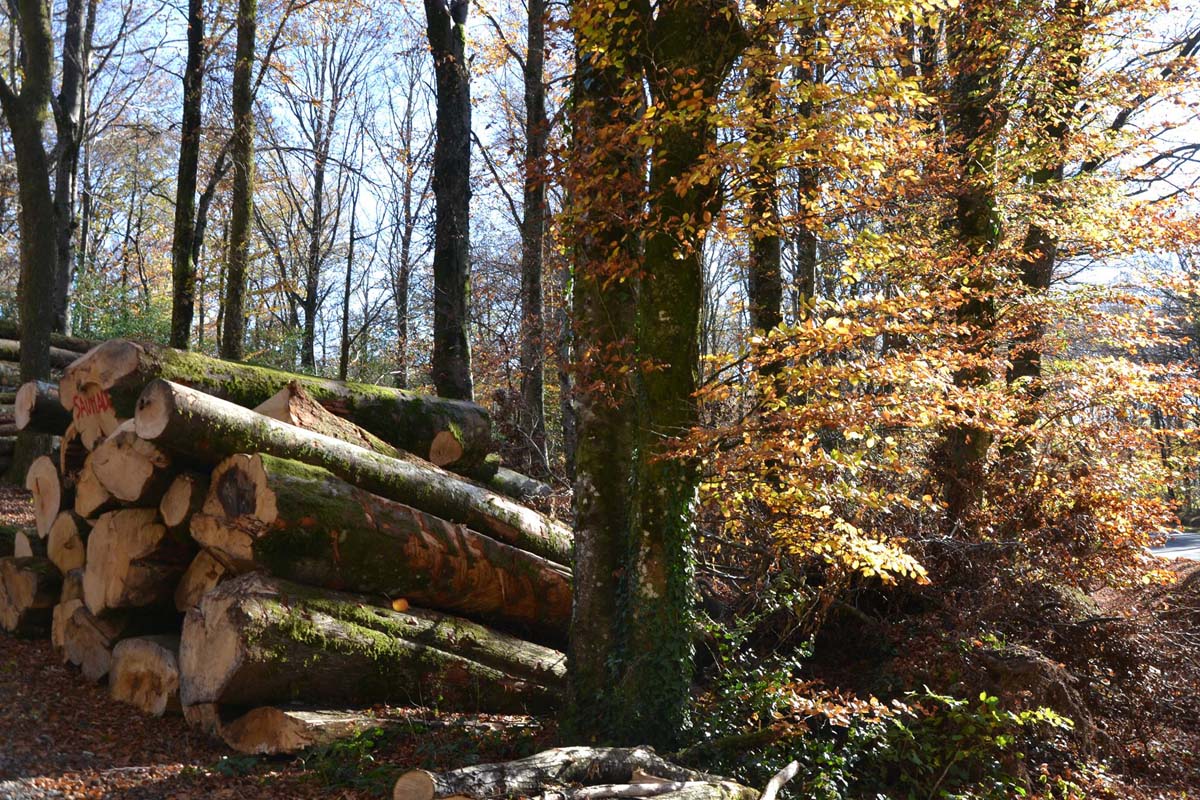 Balade en Montagne Noire