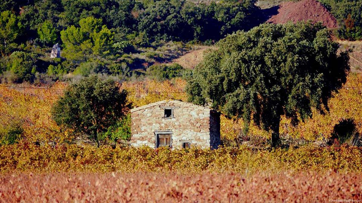 Cabane dans les vignes