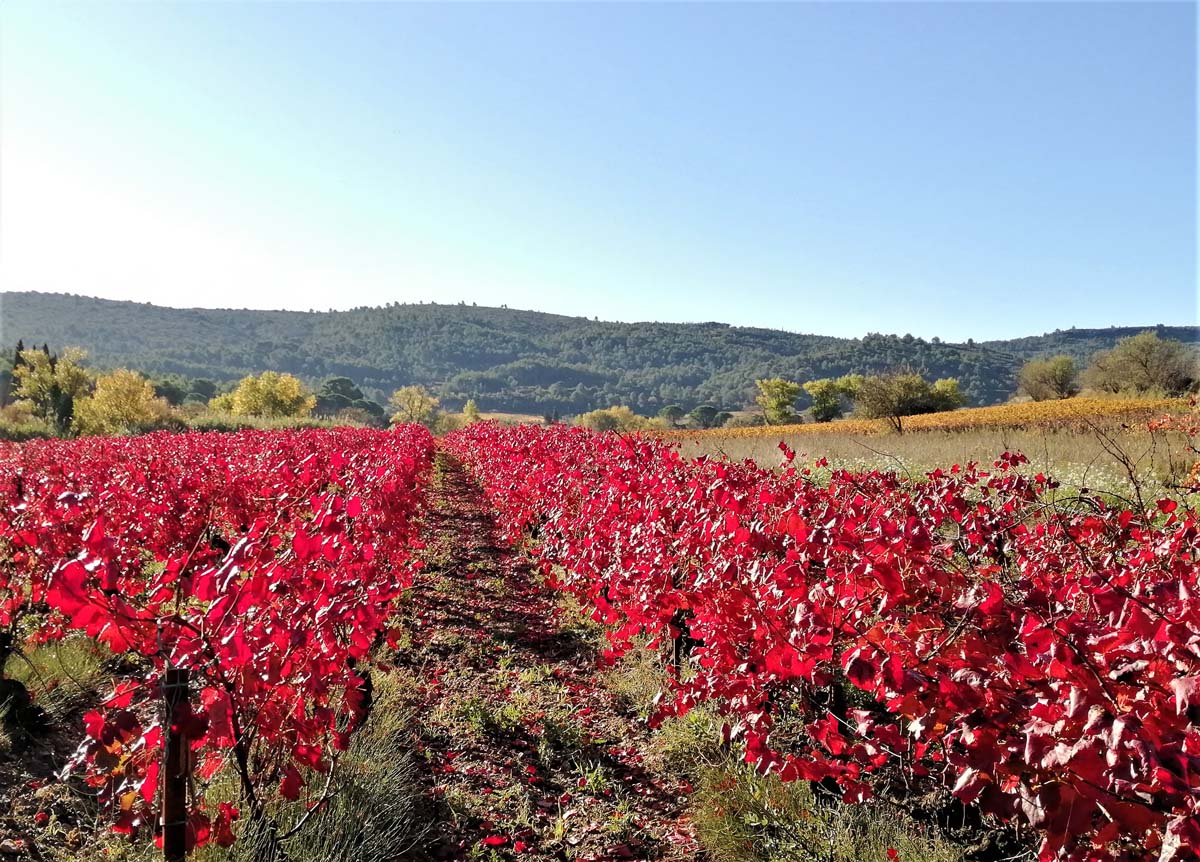 Les vignes des Corbires