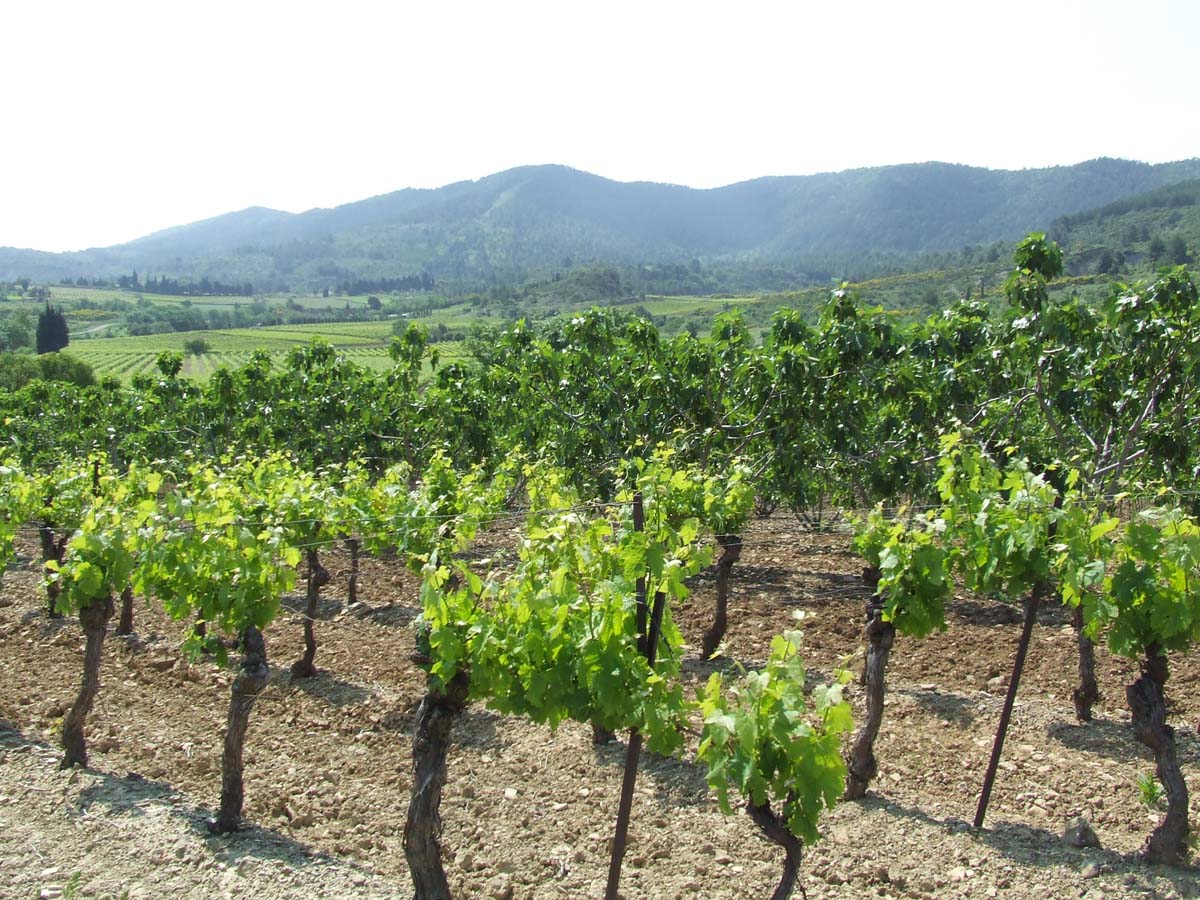 Les vignes des Corbires