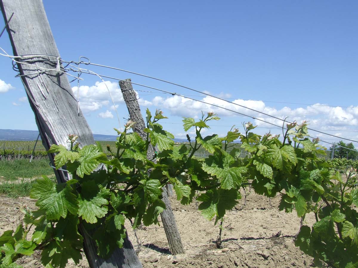 Les vignes des Corbires