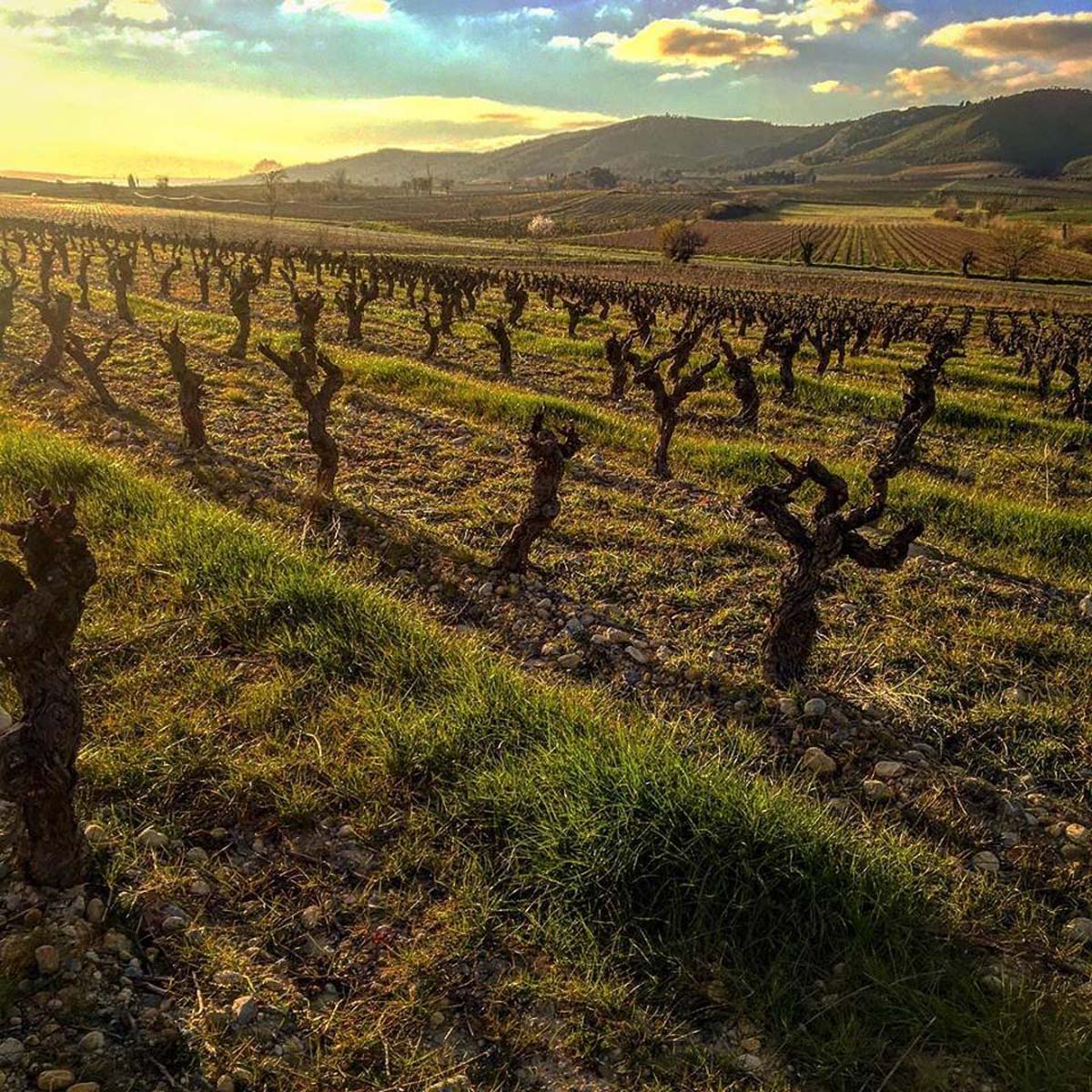 Les vignes des Corbires