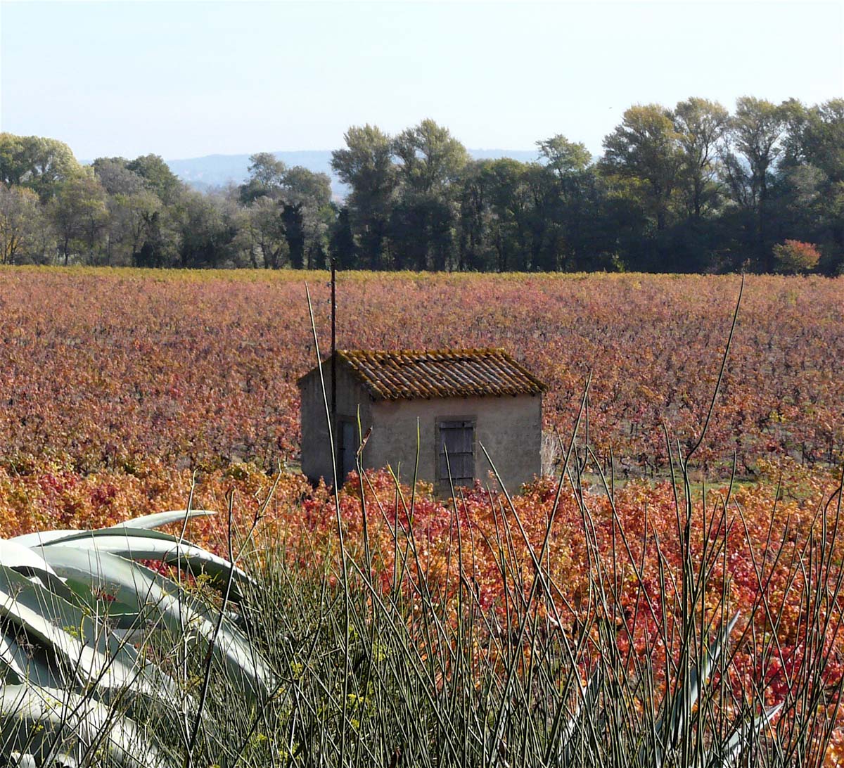 Les vignes des Corbires