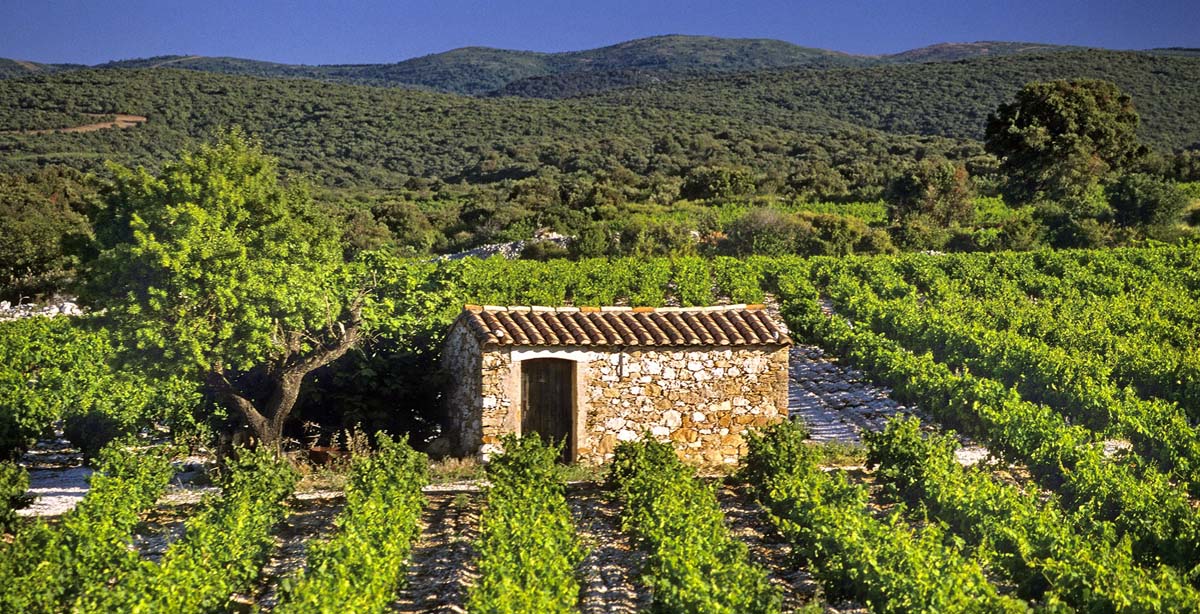 Les vignes des Corbires